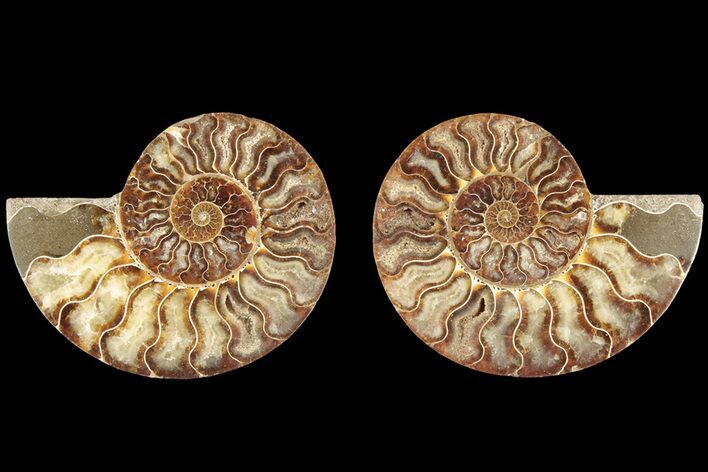 Cut & Polished, Agatized Ammonite Fossil - Madagascar #184138